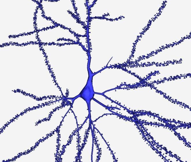 This anatomical diagram presents a high-resolution 3D digital reconstruction of a human cortical pyramidal neuron, likely based on data from the cingulate cortex. The visualization highlights the primary structural components of a neuron: the central soma (cell body) and the extensive dendritic arbor. The soma is depicted as a smooth, pear-shaped central volume. Radiating from the soma are several primary dendrites that taper as they extend and undergo multiple bifurcations to form a complex, tree-like network. A key educational feature is the detailed rendering of dendritic spines—the small, mushroom-like or stalk-like protrusions densely distributed along the length of the dendritic shafts. These spines represent the post-synaptic sites of excitatory synapses. The model demonstrates high morphological fidelity, showcasing the smooth integration between the soma and the first-order dendrites. This type of 3D modeling is essential in neurobiology for studying neuronal connectivity, surface area calculations, and the structural plasticity of synaptic components in the human brain.