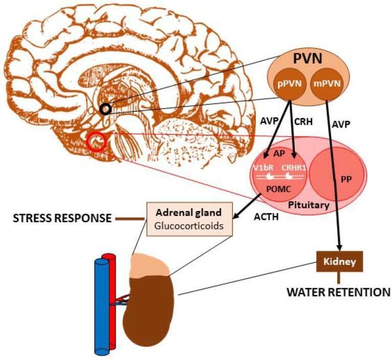 This pathophysiology diagram illustrates the role of vasopressin (AVP) in the regulation of the Hypothalamic-Pituitary-Adrenal (HPA) axis and renal water retention. A sagittal brain illustration highlights the Paraventricular Nucleus (PVN), which is subdivided into parvocellular (pPVN) and magnocellular (mPVN) regions. The pPVN releases both AVP and Corticotropin-Releasing Hormone (CRH) into the anterior pituitary (AP). Within the AP, these hormones bind to V1bR and CRHR1 receptors, respectively, on proopiomelanocortin (POMC) cells to stimulate the release of Adrenocorticotropic Hormone (ACTH). ACTH subsequently acts on the adrenal gland to stimulate glucocorticoid production, mediating the systemic stress response. Simultaneously, the mPVN produces AVP, which is transported through the posterior pituitary (PP) into the bloodstream to act on the kidney, promoting water retention. The diagram effectively maps the dual neuroendocrine pathways of AVP, linking hypothalamic activity to endocrine stress responses and physiological osmoregulation. Key labels include ACTH, pPVN, mPVN, V1bR, CRHR1, and POMC.