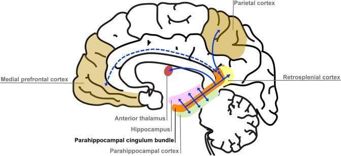 This medical illustration is a simplified anatomical schematic showing the connectivity of the parahippocampal cingulum bundle within the human brain. The diagram utilizes a sagittal cross-section to map neuroanatomical relationships. Key regions identified include the medial prefrontal cortex, parietal cortex, retrosplenial cortex, anterior thalamus, hippocampus, and parahippocampal cortex. The parahippocampal cingulum bundle is highlighted as a central hub with blue arrows representing axonal pathways. Solid blue lines denote direct anatomical connections linking the bundle to the retrosplenial cortex, parahippocampal cortex, hippocampus, and anterior thalamus. A dashed blue line signifies an indirect connection to the medial prefrontal cortex via other cingulum subdivisions. This visual aid is designed for neuroscience and neurology education to illustrate white matter tract pathways essential for cognitive functions such as autobiographical memory recall. The schematic facilitates the understanding of how various cortical and subcortical regions communicate through specific white matter bundles.