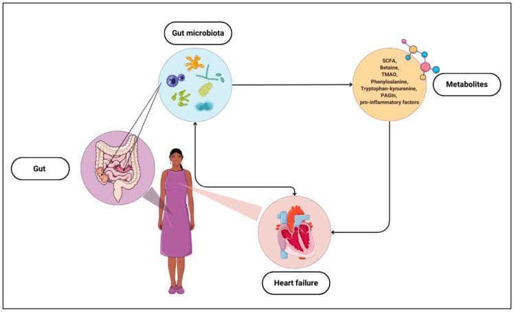 A pathophysiology diagram illustrating the bidirectional relationship between the gut microbiome and heart failure. The schematic features a central female human figure connected to circular insets representing the 'Gut' (anatomical intestine illustration) and 'Heart failure' (pathological heart cross-section). A light blue circle labeled 'Gut microbiota' displays various bacterial morphologies, with a directed arrow leading to a 'Metabolites' circle. This metabolite list includes short-chain fatty acids (SCFA), Betaine, Trimethylamine N-oxide (TMAO), Phenylalanine, Tryptophan-kynurenine, Phenylacetylglutamine (PAGIn), and pro-inflammatory factors. Further arrows indicate a feedback loop where the gut microbiota influences systemic metabolites, which in turn impact heart failure progression. Conversely, heart failure is shown to exert a reciprocal influence back on the gut microbiota, emphasizing the 'gut-heart axis.' This diagram is intended for medical education regarding cardiovascular disease mechanisms and the metabolic role of microbial dysbiosis in systemic health.
