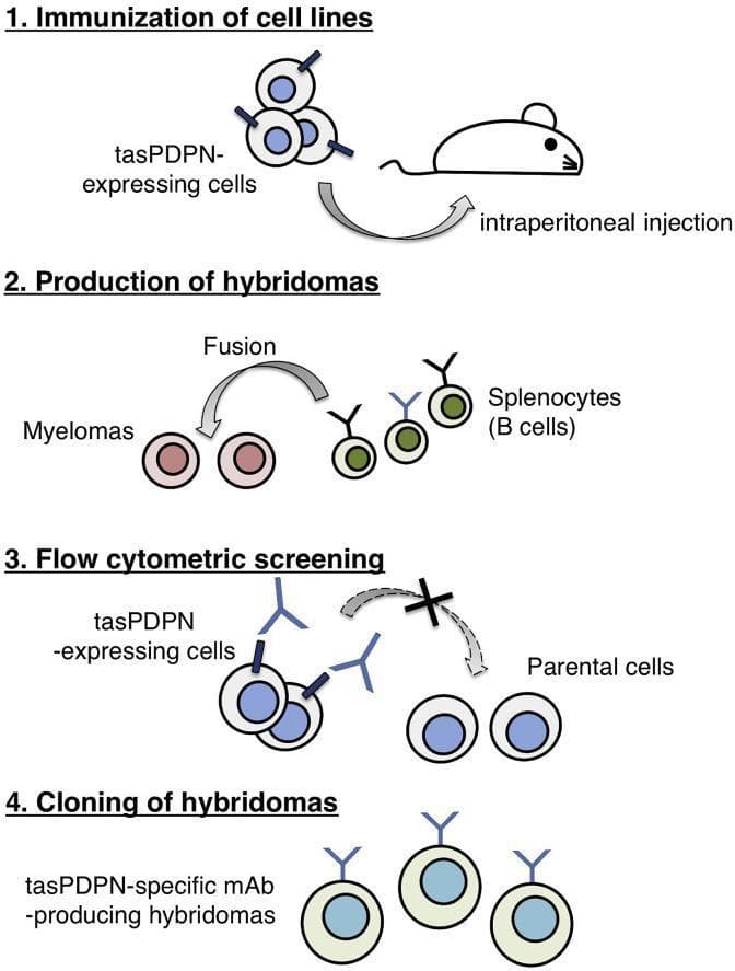 A four-step flow diagram illustrating the Cell-Based Immunization and Screening (CBIS) method for monoclonal antibody (mAb) production. Step 1: Immunization of cell lines involves the intraperitoneal injection of tasPDPN-expressing cells into a mouse model. Step 2: Production of hybridomas depicts the fusion of myelomas with splenocytes (B cells) harvested from the immunized mouse. Step 3: Flow cytometric screening shows the differentiation between target tasPDPN-expressing cells and parental cells. Specifically, antibodies (Y-shaped icons) bind to the tasPDPN-expressing cells, while no binding occurs on parental cells, indicated by a dashed arrow and an 'X'. Step 4: Cloning of hybridomas illustrates the isolation and cultivation of specific tasPDPN-specific mAb-producing hybridomas. This methodology highlights a strategy for developing highly specific antibodies against membrane proteins without the need for protein purification, utilizing stable transfectants as immunogens. The illustration is relevant for laboratory techniques in immunology, biotechnology, and diagnostic pathology.