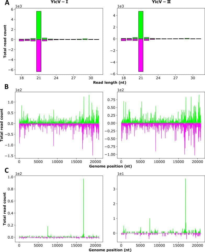 Scientific chart illustrating the production of Yichang virus (YicV)-specific small RNAs (sRNAs) in Aedes aegypti (Aag2) cells acutely infected with a viral mix. The multi-panel figure displays data from two independent experiments (I and II). Panel A shows bar graphs of the absolute frequency of sRNAs by nucleotide (nt) length (18–31 nt), revealing a dominant peak at 21 nt for both sense (green, positive Y-axis) and antisense (purple, negative Y-axis) reads, characteristic of small interfering RNAs (siRNAs). Panels B and C depict the mapping of sRNAs along the YicV genome (approximately 20,000 nt). Panel B focuses on the distribution of 21-nt siRNAs, showing a relatively uniform distribution across the entire genome and antigenome. Panel C illustrates the distribution of 26–30 nt piRNA-sized sRNAs, which show lower read counts and specific peaks compared to the 21-nt class. The data demonstrates that YicV triggers a robust RNA interference response in mosquito cells, primarily characterized by 21-nt siRNA production.
