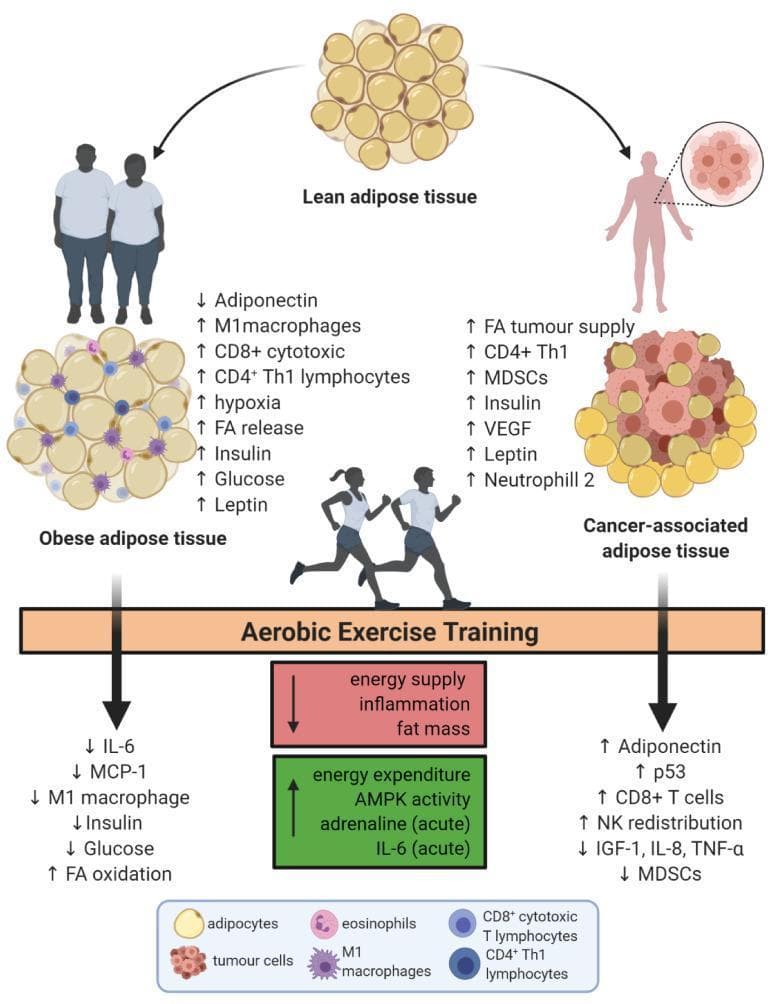 This pathophysiology diagram illustrates the metabolic and immunological effects of aerobic exercise training on adipose tissue in the context of obesity and cancer. The top section displays 'Lean adipose tissue' transitioning into two diseased states: 'Obese adipose tissue' and 'Cancer-associated adipose tissue.' Obese adipose tissue is characterized by hyperplastic adipocytes, increased M1 macrophages, hypoxia, and elevated levels of insulin, glucose, and leptin, with decreased adiponectin. Cancer-associated adipose tissue shows infiltration of tumor cells, increased MDSCs, VEGF, and fatty acid tumor supply. The central horizontal bar labeled 'Aerobic Exercise Training' acts as a metabolic modifier. Downward pathways from exercise indicate systemic improvements: reduced inflammation (IL-6, MCP-1, TNF-α), decreased fat mass and insulin/glucose levels, and increased energy expenditure and AMPK activity. Immunologically, exercise promotes anti-tumor responses through NK cell redistribution and increased CD8+ T cells. The diagram synthesizes complex interactions between lifestyle intervention, endocrine signaling, and the immune microenvironment in oncology and metabolic health.