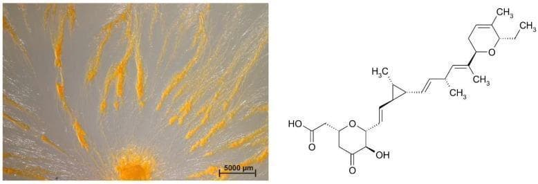 A dual-panel educational image showcasing the microbiological morphology of a myxobacterium and its chemical metabolic profile. The left panel is a clinical photograph of a Sorangium sp. strain Soce 1014 culture on a VY/2-agar plate. It demonstrates a classic swarming growth pattern, with a dense, orange-pigmented central origin and filamentous, radial streaks extending outwards across the translucent agar. These orange multicellular aggregates represent coordinated bacterial movement and high cell density. A 5000 µm scale bar is included for size reference. The right panel displays the skeletal chemical structure of Ambruticin A, a significant secondary metabolite and antifungal agent produced by this strain. The diagram details the molecular architecture including a cyclopropane ring, tetrahydropyran rings, and hydroxyl groups. This visual combination illustrates the relationship between bacterial macroscopic swarming behavior and the production of bioactive natural products, relevant to pharmaceutical microbiology and drug discovery.