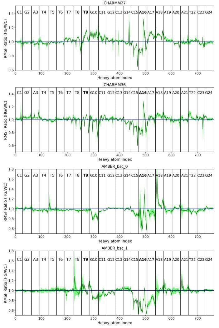 A comparison chart consisting of four vertically stacked subplots representing molecular dynamics simulation results for DNA duplexes using different force fields: CHARMM27, CHARMM36, AMBER_bsc_0, and AMBER_bsc_1. Each plot displays the Root Mean Square Fluctuation (RMSF) Ratio between Hoogsteen (HG) and Watson-Crick (WC) base pairing forms (y-axis) plotted against the Heavy Atom Index (x-axis, 0–700). Vertical black lines delineate specific base pairs (C1 through G24), with A16 and T9 highlighted as primary areas of interest. The data is shown as green line graphs with light green shading indicating 95% confidence intervals from five 50 ns trajectory segments; a horizontal blue line at y=1.0 serves as a baseline for equal fluctuation between HG and WC forms. The diagrams illustrate biophysical variations in DNA flexibility: CHARMM models show a decrease in the HG/WC ratio at A16 (increased HG fluctuations), while AMBER models show an increase at A16 (increased WC fluctuations), highlighting how different computational force fields model the entropic impact of Hoogsteen base pairing on B-DNA structural stability.
