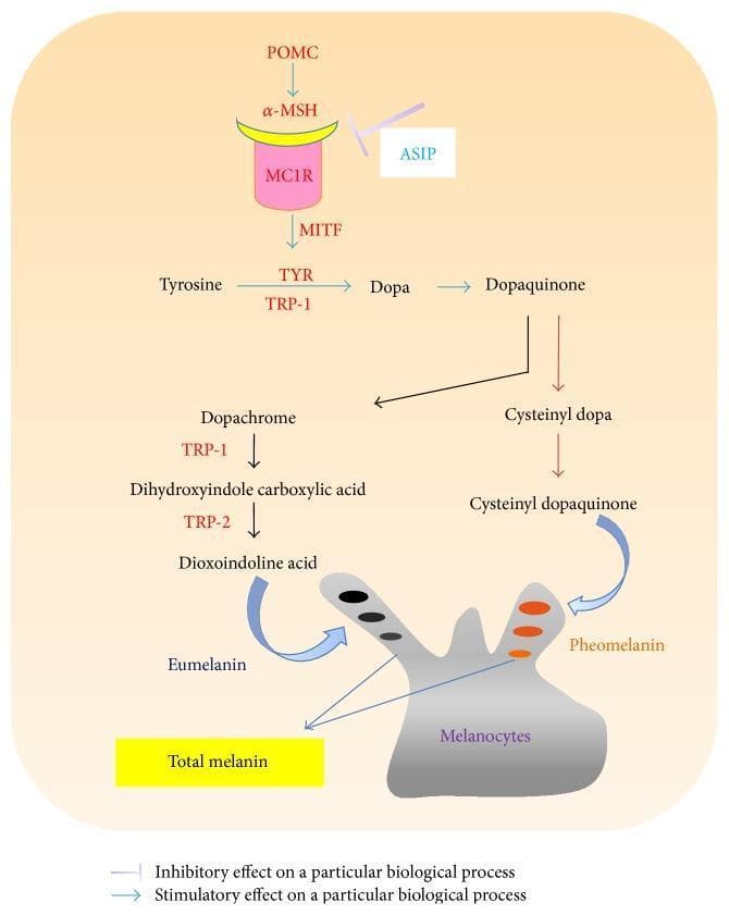 A pathophysiology diagram illustrating the molecular signaling cascade and biochemical pathways of melanogenesis in human hair follicles. The top section depicts the upstream signaling sequence: POMC stimulates ̑-MSH, which binds to the MC1R receptor on the melanocyte membrane, subsequently activating MITF. This stimulatory pathway is antagonized by ASIP, which exerts an inhibitory effect on the ̑-MSH/MC1R interaction. The central section details the enzymatic conversion of Tyrosine to Dopa and Dopaquinone, catalyzed by Tyrosinase (TYR) and Tyrosinase-Related Protein 1 (TRP-1). The pathway then bifurcates: the left branch involves the conversion of Dopaquinone to Dopachrome, Dihydroxyindole carboxylic acid, and Dioxoindoline acid (facilitated by TRP-1 and TRP-2) to produce Eumelanin (black pigment). The right branch shows the conversion of Dopaquinone to Cysteinyl dopa and Cysteinyl dopaquinone to produce Pheomelanin (orange/red pigment). Both pigment types are sequestered within melanocytes, contributing to 'Total melanin.' The diagram uses a legend to distinguish between stimulatory arrows and inhibitory flat-head connectors, representing the complex regulation of hair pigmentation.