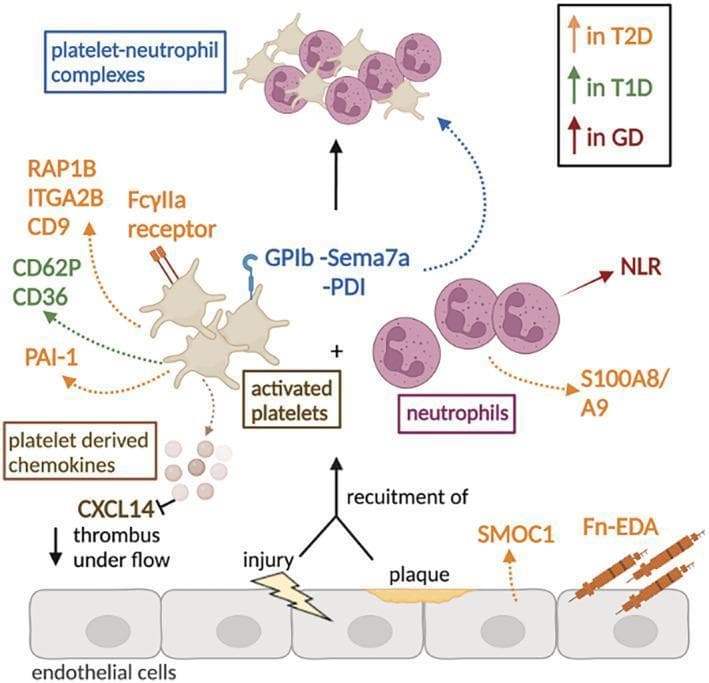 This pathophysiology diagram illustrates the cellular and molecular mechanisms of thromboinflammation associated with different types of diabetes mellitus. The diagram depicts the vascular environment following endothelial injury or atherosclerotic plaque rupture, which triggers the recruitment of platelets and neutrophils. Key pathways are color-coded by clinical context: orange for Type 2 Diabetes (T2D), green for Type 1 Diabetes (T1D), and dark red for Gestational Diabetes (GD). In T2D, there is an upregulation of Fn-EDA, SMOC1, RAP1B, ITGA2B, CD9, FcγIIa, and neutrophil S100A8/A9. In T1D, activation markers CD62P and CD36 are increased on platelets. GD is associated with an elevated neutrophil:lymphocyte ratio (NLR). The central educational focus is the formation of 'platelet-neutrophil complexes' mediated by interactions such as GPIb, Sema7a, and PDI. The diagram also shows platelet-derived chemokines, specifically noting that CXCL14 inhibition leads to decreased thrombus formation under flow. This visualization serves as a map for potential therapeutic targets to reduce thrombotic risk in diabetic patients.