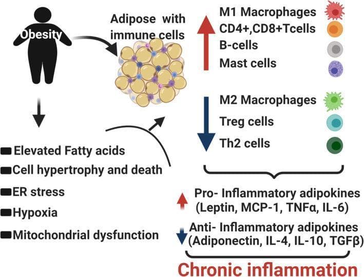 This pathophysiology diagram illustrates the transition from obesity to chronic inflammation through alterations in adipose tissue and immune cell composition. The visual depicts a silhouette representing obesity linked to adipose tissue containing immune cells. It details five key metabolic drivers: elevated fatty acids, cell hypertrophy and death, endoplasmic reticulum (ER) stress, hypoxia, and mitochondrial dysfunction. The diagram maps a shift in the immune landscape, showing an increase (upward arrow) in pro-inflammatory populations, including M1 macrophages, CD4+/CD8+ T-cells, B-cells, and mast cells. Conversely, it shows a decrease (downward arrow) in anti-inflammatory populations, specifically M2 macrophages, Treg cells, and Th2 cells. The lower portion categorizes adipokines: pro-inflammatory factors (Leptin, MCP-1, TNFα, IL-6) are shown to be elevated, while anti-inflammatory factors (Adiponectin, IL-4, IL-10, TGFβ) are diminished. The culmination of these cellular and biochemical changes is identified as the driver of local and systemic chronic inflammation, relevant to metabolic syndrome and inflammatory disease complications.