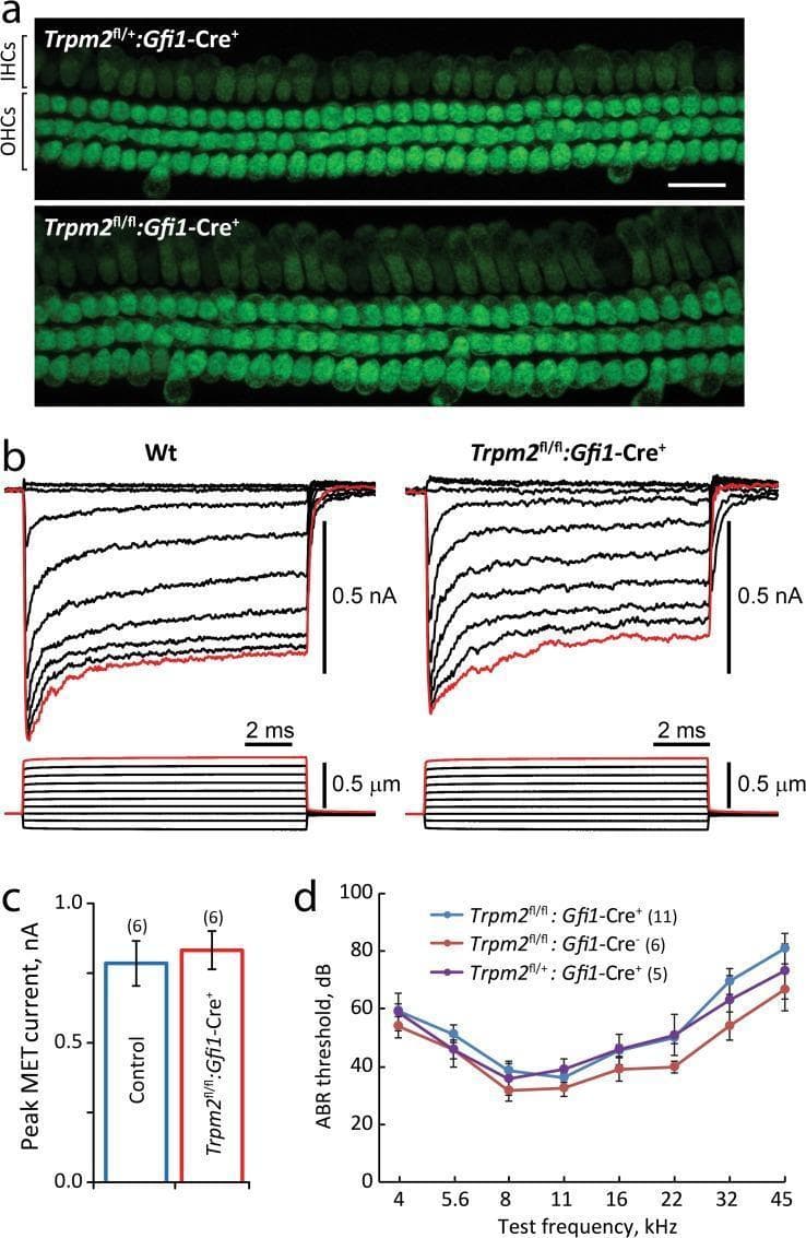 This composite figure illustrates the physiological analysis of the Trpm2 ion channel in auditory hair cell mechanotransduction. Panel (a) presents fluorescence microscopy images of inner hair cells (IHCs) and outer hair cells (OHCs) from the organ of Corti. Both control (Trpm2fl/+:Gfi1-Cre+) and Trpm2-deleted (Trpm2fl/fl:Gfi1-Cre+) mice exhibit robust FM1-43 dye accumulation, indicating intact mechanotransduction pore activity. Panel (b) shows whole-cell patch-clamp recordings of OHC transduction currents in response to graded stereocilia bundle deflections (0.5 µm). The electrophysiological traces reveal high-amplitude, rapidly adapting currents in both wild-type and Trpm2-deleted mice, with similar kinetics. Panel (c) provides a bar graph comparing average peak mechanotransduction (MET) currents, showing no significant difference between control and mutant groups. Panel (d) displays Auditory Brainstem Response (ABR) thresholds across a frequency range (4 to 45 kHz), demonstrating that Trpm2-deleted mice maintain normal hearing thresholds. Collectively, the visual evidence demonstrates that the Trpm2 channel is not essential for primary mechanotransduction or peripheral auditory function.