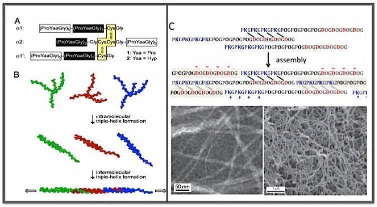 Educational diagram illustrating the self-assembly of collagen mimetic peptides (CMPs). Panel A shows the primary structure of cross-linked CMPs (alpha-1 and alpha-2 chains) stabilized by disulfide bonds between Cys residues. Panel B depicts a two-stage assembly process: intramolecular triple-helix formation of individual colored strands followed by intermolecular association into a super triple helix. Panel C focuses on the charge-pair directed self-assembly of the KOD peptide. The schematic details the alignment of three peptide strands containing PKG (positive), POG (neutral), and DOG (negative) repeating units. An assembly arrow leads to a stabilized structure where directional, interchain Lys-Asp salt bridges (marked by slanting bars) facilitate nucleation. Accompanying Transmission Electron Microscopy (TEM) images confirm these hierarchical structures: the left micrograph (50 nm scale) shows individual filamentous KOD fibrils, while the right micrograph (1 μm scale) displays a dense, interconnected KOD hydrogel network. This demonstrates the transition from molecular sequence to supramolecular biomaterials suitable for hemostatic or tissue engineering applications.