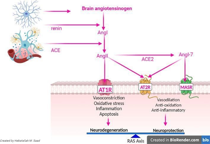 A pathophysiology diagram illustrating the brain renin-angiotensin system (RAS) and its dual pathways leading to neurodegeneration or neuroprotection. The flowchart starts with brain angiotensinogen, converted to Angiotensin I (Ang I) by renin, and subsequently to Angiotensin II (Ang II) by Angiotensin-Converting Enzyme (ACE). The diagram depicts two opposing arms of the RAS axis. The 'harmful' arm involves Ang II binding to the AT1 Receptor (AT1R), which triggers vasoconstriction, oxidative stress, inflammation, and apoptosis, ultimately leading to neurodegeneration. Conversely, the 'protective' arm involves the conversion of Ang II to Ang 1-7 by ACE2, which acts on the MAS Receptor (MASR). This, along with Ang II signaling through the AT2 Receptor (AT2R), promotes vasodilation, anti-oxidation, and anti-inflammatory effects, resulting in neuroprotection. The balance between these outcomes is visually represented by a scale labeled 'RAS Axis' at the bottom. Anatomical illustrations of neurons and neurovascular structures are included to provide central nervous system context.