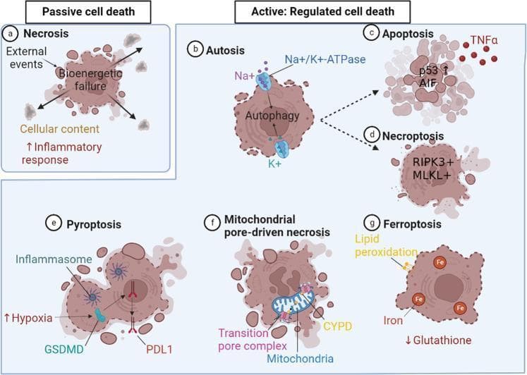 This pathophysiology diagram classifies types of cell death into two primary categories: Passive and Active (Regulated). Under Passive cell death, Necrosis (a) is shown as a result of bioenergetic failure and membrane rupture, leading to the release of cellular contents and an inflammatory response. The Active: Regulated cell death section includes several distinct pathways: Autosis (b), mediated by Na+/K+-ATPase and excess autophagy; Apoptosis (c), regulated by p53, TNFα, and AIF; and Necroptosis (d), involving RIPK3 and MLKL. Additionally, specialized forms of regulated death are depicted: Pyroptosis (e), characterized by hypoxia, inflammasome activation, GSDMD, and PDL1 translocation; Mitochondrial pore-driven necrosis (f), highlighting the transition pore complex and Cyclophilin D (CYPD); and Ferroptosis (g), driven by glutathione deficiency, iron accumulation, and lipid peroxidation. The diagram uses anatomical illustrations of cells to show specific morphological changes such as swelling, membrane blebbing, and organelle dysfunction, providing a comprehensive overview of cellular pathology and signaling pathways.