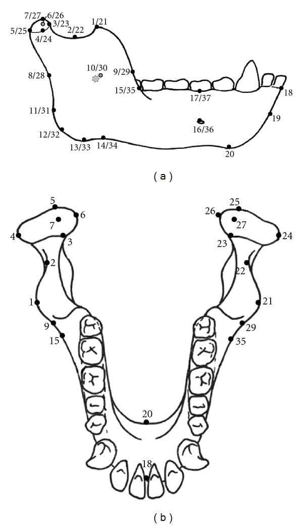 This medical anatomical diagram illustrates the morphology and cephalometric landmarks of the mandible through two distinct perspectives: (a) a buccal (lateral) view and (b) an occlusal (superior) view. The diagrams utilize a standardized coordinate system to identify thirty-seven 3D landmarks used for morphometric analysis and dental research. In the buccal view, landmarks are distributed along the coronoid process, mandibular notch, condyle, posterior border of the ramus, and the inferior border of the mandibular body, including the mental foramen (labeled 16/36). The occlusal view demonstrates the parabolic curvature of the dental arch, showing the arrangement of incisors, canines, premolars, and molars. Landmarks in this view delineate the medial and lateral margins of the condylar heads, the mandibular symphysis, and the alveolar processes. This visualization is intended for educational use in orthodontics, forensic anthropology, and maxillofacial anatomy to study mandibular growth trajectories and inter-species morphological variations.
