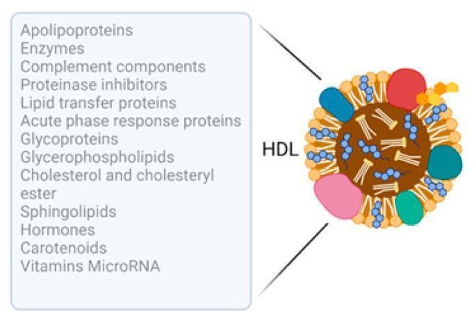 This medical infographic features a schematic diagram illustrating the molecular composition of a High-Density Lipoprotein (HDL) particle. The illustration depicts a cross-sectional view of the HDL, showing a hydrophobic central core containing neutral lipids, represented by intertwined structures. The particle's surface is bounded by a phospholipid monolayer, visualized as small orange globular units, interspersed with larger, multi-colored amorphous shapes representing apolipoproteins and various membrane-associated proteins. A list of cargo molecules associated with HDL is provided, categorized into proteins (Apolipoproteins, Enzymes, Complement components, Proteinase inhibitors, Lipid transfer proteins, Acute phase response proteins, Glycoproteins), lipids (Glycerophospholipids, Cholesterol and cholesteryl ester, Sphingolipids), and other bioactive molecules (Hormones, Carotenoids, Vitamins, MicroRNA). The diagram serves as an educational tool to demonstrate the complexity of HDL as more than just a cholesterol carrier, highlighting its role as a dynamic transport vehicle for a diverse array of proteins and signaling molecules involved in metabolic and immune pathways.