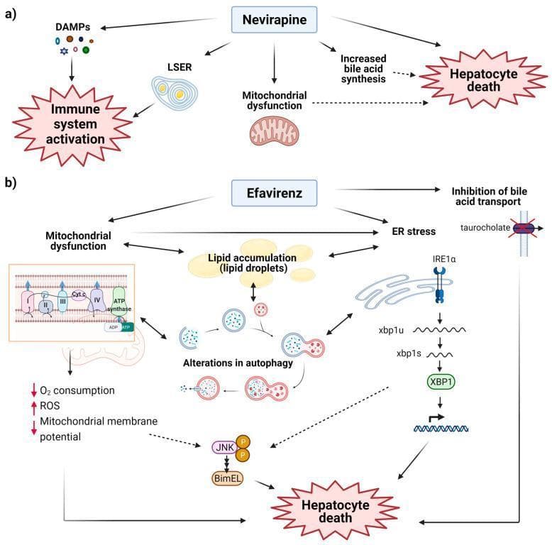 A two-part pathophysiology diagram illustrating the cellular mechanisms of non-nucleoside reverse transcriptase inhibitor (NNRTI)-induced hepatotoxicity for (a) Nevirapine (NVP) and (b) Efavirenz (EFV). Section (a) shows NVP-induced liver injury mediated by DAMP release, LSER (lipid droplets surrounded by smooth endoplasmic reticulum) formation, mitochondrial dysfunction, and increased bile acid synthesis, leading to immune system activation and hepatocyte death. Section (b) details the metabolic impact of EFV, highlighting mitochondrial dysfunction (decreased O2 consumption and membrane potential, increased ROS), ER stress (IRE1α/XBP1 pathway), lipid accumulation, and inhibited bile acid transport. The diagram illustrates how these stressors alter autophagic flux and activate the JNK/BimEL signaling pathway. Both pathways culminate in hepatocyte death, represented by jagged starburst icons. This schematic provides a comparative overview of idiosyncratic versus metabolic drug-induced liver injury (DILI) mechanisms relevant to HIV antiretroviral therapy (cART).