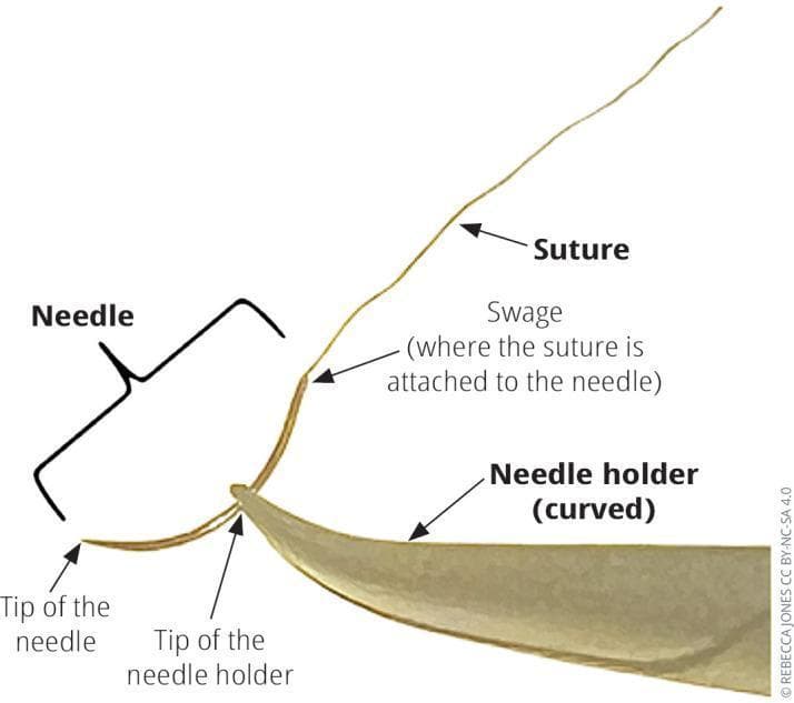 Educational clinical diagram illustrating the proper technique for loading a surgical needle for a right-handed surgeon. The image features a curved suture needle, a light-colored monofilament suture, and a curved needle holder. The needle holder's tip is shown gripping the body of the curved needle approximately one-half to two-thirds of the distance from the needle point, specifically positioned just behind the center and closer to the swage. The swage, identified as the attachment point where the suture connects to the needle, is clearly labeled. The curved tip of the needle holder is oriented towards the swage, a configuration designed to optimize manipulation and visibility during suturing. The sharp tip of the needle points to the left, indicating the setup for a standard forehand pass. This diagram serves as a basic instructional tool for surgical instrumentation, highlighting the ergonomic relationship between the needle and its driver for efficient wound closure.