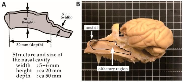 This composite educational image illustrates the comparative anatomy and morphometry of the primate nasal cavity and its spatial relationship to the brain, using a cynomolgus monkey model. Panel A is a schematic diagram detailing the dimensions of the nasal cavity, specifying a width of 5-6 mm, a height of approximately 20 mm, and a depth of approximately 50 mm. Panel B shows a gross anatomical sagittal cross-section of a monkey skull on a grid background. The nasal cavity is outlined in black, with the nostril labeled at the anterior aspect. A white dotted circle identifies the olfactory region, located approximately 40 mm posterior to the nostril near the cribriform plate. The brain is positioned superior and slightly posterior to the nasal cavity, demonstrating the proximity of the olfactory bulb to the nasal mucosa. This visualization is clinically relevant for studying direct nose-to-brain (DNTB) drug delivery pathways and understanding the anatomical barriers and distances involved in targeting the olfactory region.