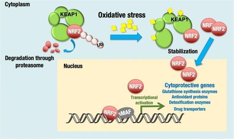 A pathophysiology diagram illustrating the KEAP1-NRF2 signaling pathway in response to oxidative stress. The diagram is divided into cytoplasmic and nuclear compartments. In the 'Unstressed condition' (cytoplasm), the transcription factor NRF2 is shown sequestered by the inhibitor protein KEAP1. This interaction leads to the ubiquitination (Ub) of NRF2, targeting it for degradation through the proteasome. Under 'Oxidative stress' conditions, reactive species interact with KEAP1, causing its modification and the subsequent stabilization of NRF2. This results in the translocation of NRF2 from the cytoplasm into the nucleus. Within the nucleus, NRF2 heterodimerizes with small Maf (sMAF) proteins and binds to DNA, initiating 'Transcriptional activation' of various cytoprotective genes. The diagram lists these targets as including glutathione synthesis enzymes, antioxidant proteins, detoxification enzymes, and drug transporters. This educational schematic demonstrates the cellular mechanism for maintaining redox homeostasis and the protective response against electrophilic and oxidative damage.