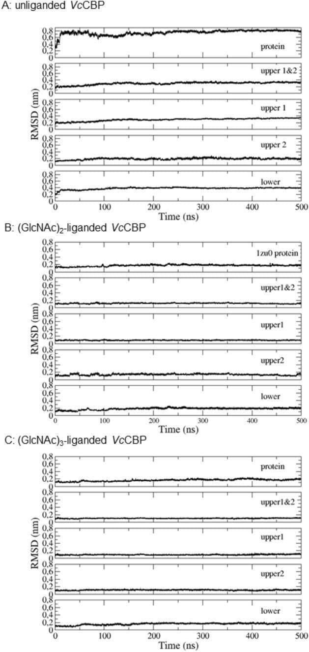 This Comparison Chart illustrates the structural stability of the Vibrio cholerae Chitin-Binding Protein (VcCBP) through molecular dynamics simulations. The figure is divided into three panels (A, B, and C), representing unliganded VcCBP, (GlcNAc)2-liganded VcCBP, and (GlcNAc)3-liganded VcCBP, respectively. Each panel contains five vertically stacked line plots showing the Root Mean Square Deviation (RMSD) in nanometers (nm) over a 500-nanosecond (ns) time course. The plots analyze the entire protein, the combined Upper domains (1&2), and individual Upper1, Upper2, and Lower domains.
In the unliganded state (A), the entire protein exhibits high RMSD values (~0.8 nm) with significant fluctuations, indicating a large domain motion. In contrast, both liganded states (B and C) show dramatically reduced and stabilized RMSD values across all domains, staying below 0.2 nm. This visual data demonstrates that ligand binding restricts protein flexibility and stabilizes the closed conformation, providing biochemical insight into the mechanisms of chitin binding in V. cholerae, the causative agent of cholera.