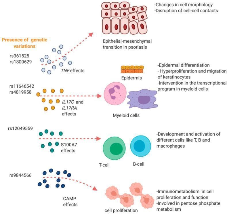 A pathophysiology diagram illustrating the impact of specific regulatory single nucleotide polymorphisms (rSNPs) on cellular processes involved in psoriasis. The diagram maps genetic variations (rs361525, rs1800629, rs11646542, rs4819958, rs12049559, and rs9844566) to downstream clinical effects across four major biological axes. 1) TNF effects lead to epithelial-mesenchymal transition (EMT), characterized by altered cell morphology and disrupted cell-cell contacts. 2) IL17C and IL17RA effects impact the epidermis through epidermal differentiation, keratinocyte hyperproliferation/migration, and transcriptional changes in myeloid cells. 3) S100A7 effects influence the development and activation of T-cells, B-cells, and macrophages. 4) CAMP effects modulate immunometabolism in proliferating cells and the pentose phosphate pathway. Anatomical structures shown include a stratified epidermis and various immune cell types (T-cell, B-cell, myeloid cells). This educational illustration serves to link dermatological genomics with observed cellular pathology and immune dysregulation in psoriatic disease.