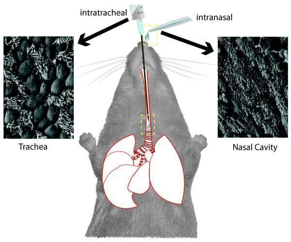 This composite educational diagram illustrates experimental lung infection models using a mouse subject, comparing intranasal and intratracheal administration routes. The central anatomical diagram depicts a mouse with highlighted respiratory structures, including the upper airways, trachea, and lungs. To the left, a Scanning Electron Microscopy (SEM) image labeled 'Trachea' displays the respiratory epithelium of the conducting airways, characterized by prominent dome-shaped cells and ciliated structures. To the right, a corresponding SEM image labeled 'Nasal Cavity' shows the dense, highly convoluted surface of the upper respiratory tract. The diagram uses arrows to indicate the entry points for each method: 'intranasal' via a pipette at the nasal opening and 'intratracheal' via a catheter-based delivery directly into the trachea, bypassing the upper airway's primary immune defenses. This illustration serves to demonstrate how the inoculation route influences the deposition of pathogens (like Pseudomonas aeruginosa) within the distal versus proximal airways, particularly relevant in cystic fibrosis (CF) research and mucociliary clearance studies.