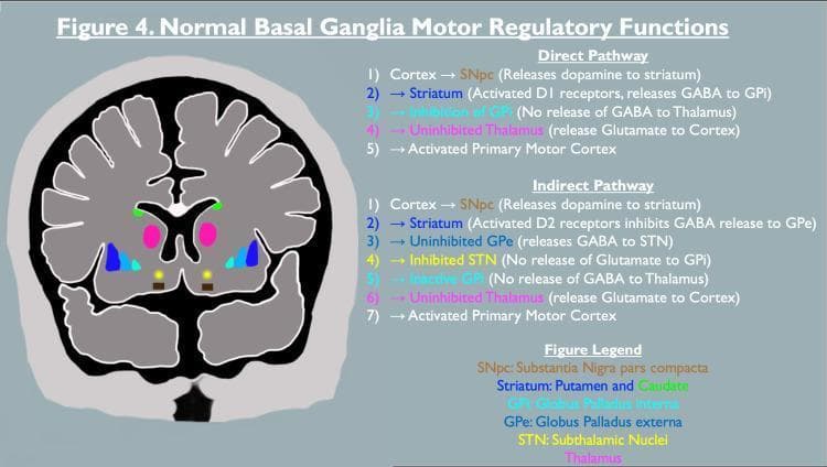 A pathophysiology diagram illustrating the motor regulatory functions of the basal ganglia. The image consists of a coronal brain section paired with text-based flowcharts detailing the 'Direct' and 'Indirect' pathways. In the anatomical illustration, key structures are color-coded: the Substantia Nigra pars compacta (SNpc) in brown/yellow, the Striatum (putamen and caudate) in pink and green, the Globus Pallidus interna (GPi) in cyan, the Globus Pallidus externa (GPe) in blue, and the Subthalamic Nuclei (STN) in gold. The 'Direct Pathway' list describes a sequence of dopaminergic potentiation and GABAergic inhibition involving the D1 receptors, leading to thalamic uninhibition and motor cortex activation. The 'Indirect Pathway' list outlines the more complex sequence involving D2 receptors, the GPe, and the STN, which normally modulates motor activity. The diagram highlights the role of neurotransmitters including dopamine, GABA, and glutamate in regulating muscle tone and movement. This educational material is relevant for understanding movement disorders like Parkinson’s disease and neuroleptic malignant syndrome.