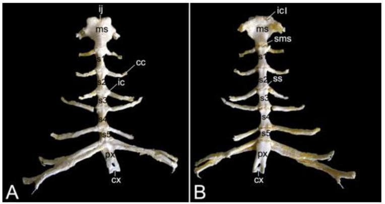 This clinical anatomical photograph displays the sternum of a hamadryas baboon in two perspectives: Ventral view (A) and Dorsal view (B). The image illustrates the segmented skeletal structure typical of the primate thorax. Key anatomical components labeled include the cranial-most manubrium sterni (ms), the sternal body composed of five distinct sternebrae (s1-s5), and the caudal processus xiphoideus (px) with its associated xiphoid cartilage (cx). The ventral view (A) clearly demonstrates the costal notches (ic) and articulating costal cartilages (cc). The dorsal view (B) provides enhanced visualization of the cartilaginous joints, specifically the manubriosternal synchondrosis (sms) and the sternal synchondroses (ss) between sternebrae. Notable manubrial landmarks include the jugular notch (ij) at the cranial midline and the bilateral clavicular notches (icl) for articulation with the shoulder girdle. This comparison serves as a high-level educational resource for comparative primate osteology and thoracic anatomy, highlighting morphological variations in articulatory surfaces.