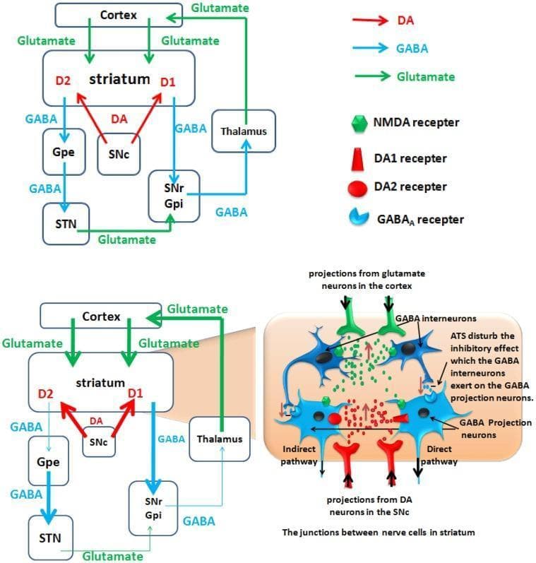 This pathophysiology diagram illustrates a hypothetical model of basal ganglia circuitry and the neurobiological effects of amphetamine-type stimulants (ATS). The top panel shows the normal state, detailing the balance between direct and indirect pathways. Key structures include the cortex, striatum (D1/D2 receptors), globus pallidus external (GPe) and internal (GPi), subthalamic nucleus (STN), substantia nigra pars compacta (SNc) and reticulata (SNr), and the thalamus. Neurotransmitter flow is color-coded: green for glutamate (excitatory), blue for GABA (inhibitory), and red for dopamine (DA). The bottom panel depicts the ATS-altered state, showing pathologically thickened lines representing enhanced dopaminergic and glutamatergic signaling. A detailed inset focuses on the striatal microenvironment, highlighting how ATS disturb the inhibitory influence of GABA interneurons on GABA projection neurons. This disruption leads to over-activation of the direct pathway and inhibition of the indirect pathway, ultimately resulting in increased glutamate release from the thalamus to the cortex. This model explains the polysynaptic mechanisms underlying ATS use disorders and neurotoxicity.