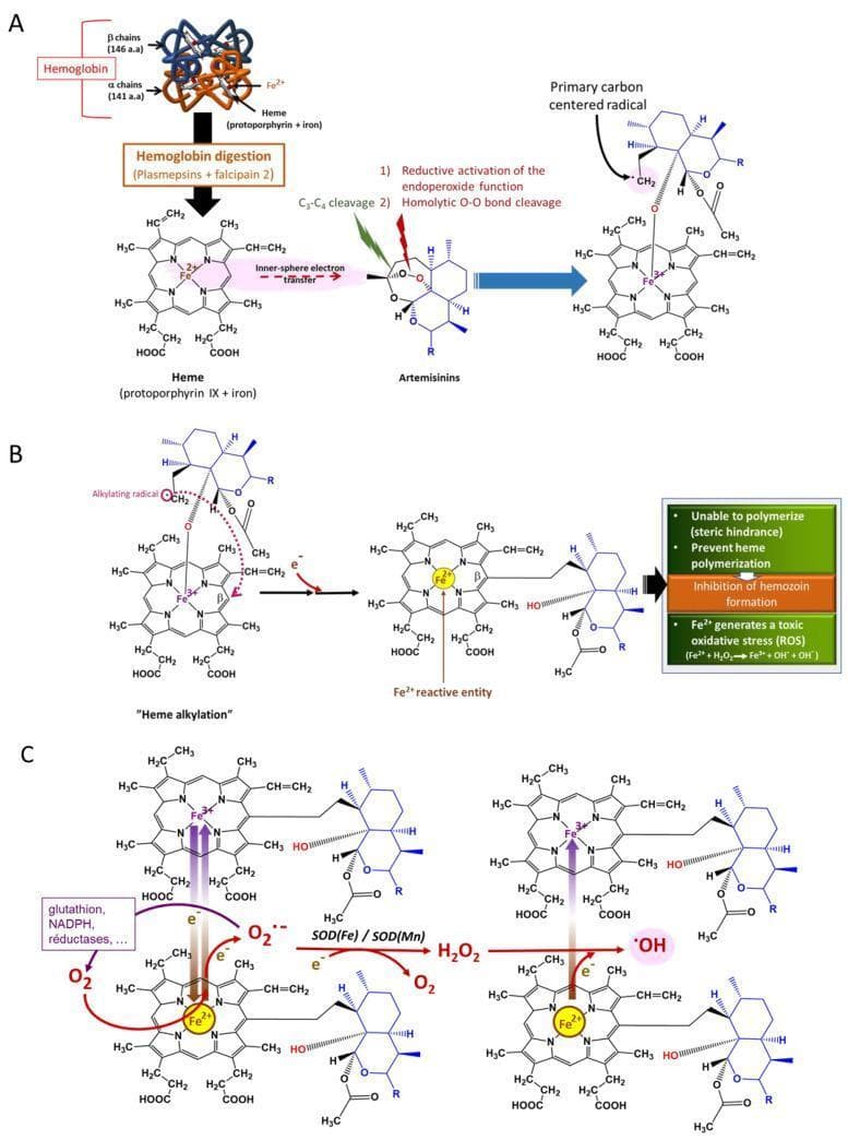 This medical pathophysiology diagram illustrates the three-stage molecular mechanism of action of artemisinins against the Plasmodium parasite. (Part A) Primary carbon-centered radical formation: Hemoglobin is digested by plasmepsins and falcipain 2 into heme (protoporphyrin IX and Fe2+). Heme iron triggers the reductive activation of the artemisinin endoperoxide bridge via homolytic O-O bond cleavage or C3-C4 cleavage, forming a highly reactive primary carbon-centered radical. (Part B) Heme alkylation: The resulting alkylating radical reacts with the heme molecule to form a heme-artemisinin adduct. This chemical modification causes steric hindrance, preventing the parasite from detoxifying heme into nontoxic hemozoin crystals. (Part C) ROS generation: The inhibited heme-artemisinin complex facilitates electron transfer involving glutathione, NADPH, and reductases. This triggers a redox cascade: molecular oxygen (O2) is reduced to superoxide radicals (O2•−), which superoxide dismutase (SOD) converts to hydrogen peroxide (H2O2). Finally, Fenton-like chemistry generates the highly deleterious hydroxyl radical (•OH). The cycling of iron between Fe2+ and Fe3+ states drives this oxidative stress, ultimately leading to parasite cellular damage and death.