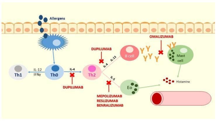 A pathophysiology diagram illustrating the Type 2 (T2) inflammatory pathway in asthma and the specific targets of various monoclonal antibodies. The diagram shows an epithelial barrier at the top where allergens trigger an antigen-presenting cell, which subsequently interacts with a naive T cell (Th0). The differentiation pathway is shown leading to Th2 cells, which produce cytokines IL-4, IL-5, and IL-13. Therapeutic interventions are indicated by red 'X' marks: Dupilumab is shown inhibiting IL-4 and IL-13 signaling; Omalizumab blocks free IgE (depicted as Y-shaped molecules) before they bind to Mast cells; and Mepolizumab, Reslizumab, and Benralizumab target the IL-5 pathway to prevent eosinophil (Eo) activation. Downstream effects include B cell class switching to IgE production, eosinophil recruitment, and mast cell degranulation leading to histamine release and airway inflammation. This educational visual provides a mechanistic overview of biologics used in severe asthma management.
