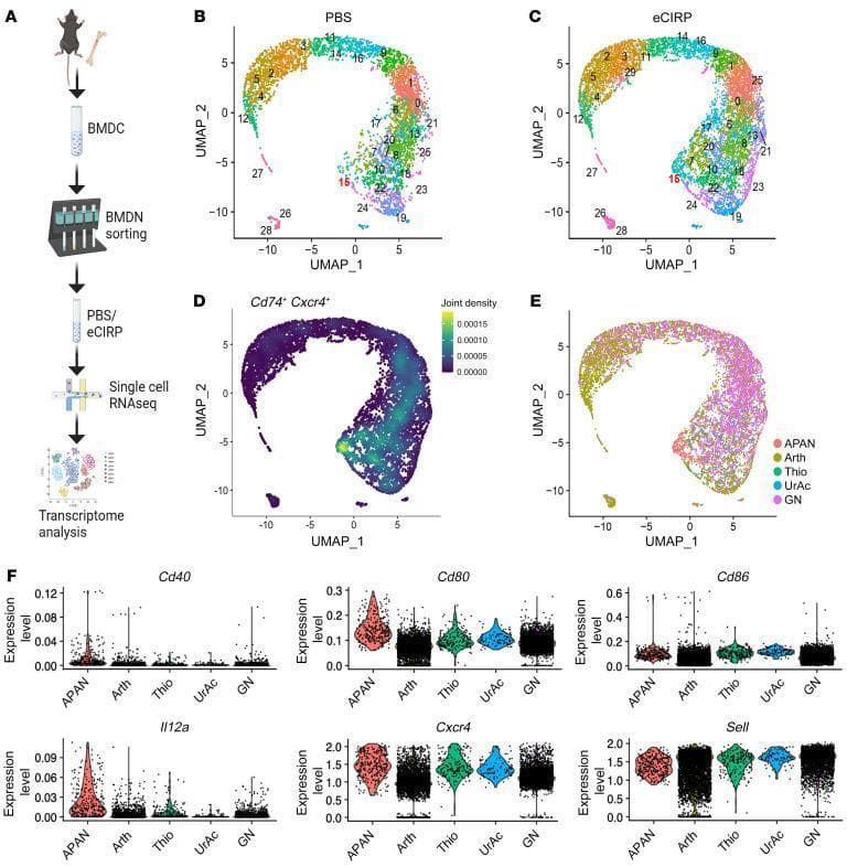 Educational figure illustrating the single-cell transcriptomic characterization of mouse bone marrow-derived neutrophils (BMDNs) into a distinct subpopulation termed APANs (Antigen-Presenting Aged Neutrophils). (A) Workflow diagram showing BMDN purification, eCIRP stimulation, and 10x Genomics scRNA-Seq pipeline. (B-C) UMAP plots comparing resting (PBS) versus eCIRP-stimulated neutrophils, revealing cluster 15 as a specific population that expands upon stimulation. (D) Feature plot highlighting the joint density of Cd74 and Cxcr4, markers defining the APAN cluster. (E) UMAP plot integrating reference transcriptomes (Arth, Thio, UrAc, GN) with the newly identified APAN cluster. (F) Series of violin plots comparing the expression levels of key marker genes (Cd40, Cd80, Cd86, Il12a, Cxcr4, and Sell) across the five neutrophil transcriptomes. APANs demonstrate distinctively high expression of Il12a and Cxcr4, and characteristic levels of costimulatory molecules Cd80 and Cd86, supporting their antigen-presenting phenotype.