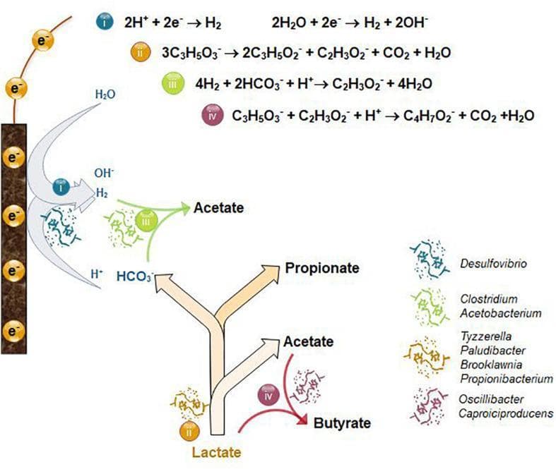 This pathophysiology diagram illustrates the metabolic pathways of cathodic electrofermentation of lactate within a bioelectrochemical system. The diagram is organized into four key reactions (i-iv) involving specific microbial genera. Reaction (i) shows bioelectrochemical hydrogen production (H2) at a cathode electrode, catalyzed by Desulfovibrio. Reaction (ii) depicts lactate fermentation into propionate, acetate, and CO2, associated with Tyzzerella, Paludibacter, Brooklawnia, and Propionibacterium. Reaction (iii) illustrates homoacetogenesis, where H2 and bicarbonate (HCO3-) are converted to acetate by Clostridium and Acetobacterium. Reaction (iv) shows butyrate production via chain elongation from lactate and acetate, involving Oscillibacter and Caproiciproducens. The visual flow highlights the synergy between the electrode's electron (e-) transfer and microbial metabolism. The diagram serves as an educational tool for understanding anaerobic microbiology, microbial electrosynthesis (MES), and the industrial application of volatile fatty acid (VFA) production.