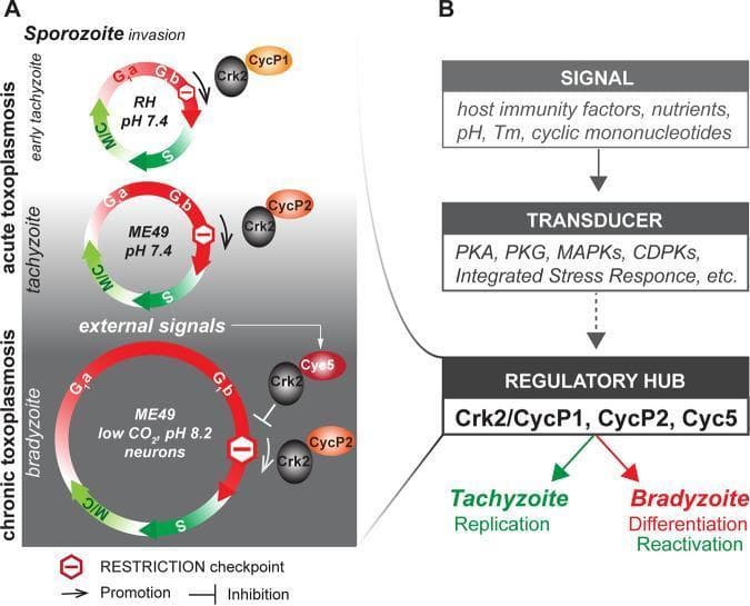 Educational medical diagram illustrating the cell cycle and signaling regulation of Toxoplasma gondii during stage conversion between tachyzoites and bradyzoites. Panel A depicts three cell cycle models: early tachyzoite (RH strain), acute tachyzoite (ME49 strain), and chronic bradyzoite (ME49 strain). The cycles show phases G1a/G1b (red), S (dark green), and Mitosis/Cytokinesis (M/C, light green). Key visual features include the progressive elongation of the G1 phase during bradyzoite development and the role of alternative cyclin-dependent kinase complexes (TgCrk2 with CycP1, CycP2, or Cyc5) at the G1 restriction point (stop sign icon). Panel B presents a vertical flow chart showing the hierarchy of development: external signals (immunity, nutrients, pH) are processed by transducers (PKA, PKG, MAPKs, Integrated Stress Response) which then act on a 'Regulatory Hub' containing the Crk2/Cyclin complexes. This hub determines the clinical outcome: Tachyzoite Replication (acute disease) or Bradyzoite Differentiation/Reactivation (chronic disease). The diagram explains the molecular basis of parasitological quiescence and pathogenesis in human toxoplasmosis.