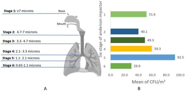 Educational infographic and comparison chart regarding airborne bacteria deposition. Panel A features a pathophysiology diagram showing a schematic of the human respiratory system, including the nose, mouth, trachea, and lungs. It correlates six stages of the Andersen cascade impactor with specific aerodynamic particle size ranges and their corresponding anatomical deposition sites. Stage 1 (≥7.0 µm) corresponds to the nose; Stages 2–6 (ranging from 7.0 µm down to 0.65 µm) track progression from the upper airways deep into the alveolar regions of the lungs. Panel B is a horizontal bar graph illustrating the mean indoor total air bacterial concentrations (CFU/m³) categorized by the same six Andersen impactor stages. The graph indicates that the highest mean concentration (92.5 CFU/m³) occurs at Stage 5 (1.1–2.1 µm), highlighting the prevalence of fine, respirable particles in the studied environment. This content is designed for public health or environmental microbiology education, focusing on the relationship between bioaerosol size and human respiratory health risks.