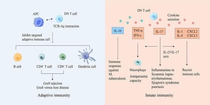 A pathophysiology diagram illustrating the dual role of double-negative (DN) T cells in adaptive and innate immunity. The left panel (Adaptive Immunity) depicts a DN T cell interacting with an Antigen-Presenting Cell (APC) via TCR-Ag recognition. This interaction leads to the inhibition of effector cells including B cells, CD4+ T cells, CD8+ T cells, and dendritic cells, with clinical implications for suppressing graft rejection and graft-versus-host disease (GVHD). The right panel (Innate Immunity) shows a DN T cell secreting various cytokines and chemokines. IL-10 is linked to the immune response against Mycobacterium tuberculosis; TNF-̑ and IFN-̓ are shown enhancing macrophage antiparasitic capacity; IL-17 is identified in the IL-23/IL-17 axis mediating inflammation in autoimmune conditions such as Systemic Lupus Erythematosus (SLE), Sjogren's syndrome, and psoriasis; and IL-1, IL-8, CXCL2, and CXCL3 are involved in immune cell recruitment. The diagram highlights the immunoregulatory and pro-inflammatory versatility of DN T cells in different pathological contexts.