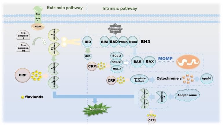 This pathophysiology diagram illustrates the extrinsic and intrinsic apoptotic signaling pathways and the modulatory role of Citri Reticulatae Pericarpium (CRP) and its flavonoids in cancer cell death. The extrinsic pathway (left) shows Fas/FasL binding to FADD, triggering the activation of Pro-caspase-8 and Pro-caspase-10 into active caspase-8 and caspase-10, which subsequently activate executioner caspases-3 and -7. The intrinsic pathway (right) is initiated by cytotoxic signals acting on BH3-only proteins (BID, BIM, BAD, PUMA, Noxa). These proteins modulate anti-apoptotic factors (BCL-2, BCL-XL, MCL-1) and pro-apoptotic BAK/BAX, leading to Mitochondrial Outer Membrane Permeabilization (MOMP). This results in Cytochrome c release, which binds to Apaf-1 to form the apoptosome, activating caspase-9 and executioner caspases. CRP and flavonoids are shown interacting at multiple nodes: promoting caspase activation in the extrinsic pathway, influencing tBID and mitochondrial factors in the intrinsic pathway, and ultimately enhancing the progression toward cellular apoptosis. The diagram serves as an educational summary of how natural compounds can target apoptotic dysregulation in oncology.