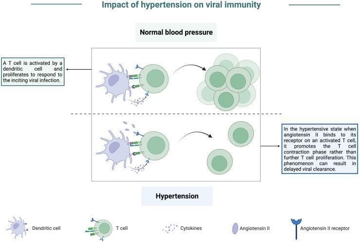 A pathophysiology diagram titled 'Impact of hypertension on viral immunity' comparing cellular immune responses under normal and hypertensive conditions. The top panel, 'Normal blood pressure,' illustrates a dendritic cell presenting antigens to a T cell via receptor-ligand interactions and cytokine release. This stimulation leads to robust T-cell activation and proliferation, resulting in a large cluster of effector T cells essential for viral clearance. The bottom panel, 'Hypertension,' depicts the same initial dendritic cell-T cell interaction but highlights the presence of elevated Angiotensin II. Angiotensin II binds to Angiotensin II receptors expressed on the activated T cell. This signaling inhibits sustained proliferation and instead promotes a T-cell contraction phase, resulting in a significantly reduced population of T cells. The diagram indicates that this hypertensive state leads to an impaired effector response and delayed viral clearance. Key components labeled include dendritic cells, T cells, cytokines, Angiotensin II, and Angiotensin II receptors.