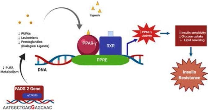 This pathophysiology diagram illustrates the suggestive molecular mechanism linking the FADS2 gene SNP rs174575 (G allele) to insulin resistance. The pathway begins with the FADS2 gene and the highlighted rs174575 variant, which leads to decreased polyunsaturated fatty acid (PUFA) metabolism. This reduction results in lower levels of biological ligands, specifically PUFAs, leukotrienes, and prostaglandins. These ligands normally bind to the Peroxisome Proliferator-Activated Receptor-gamma (PPAR-γ). In this model, altered ligand availability leads to diminished PPAR-γ activity. The diagram shows the PPAR-γ/RXR heterodimer complex bound to the Peroxisome Proliferator Response Element (PPRE) on a DNA sequence. The downstream functional consequences of decreased PPAR-γ activity are listed as reduced insulin sensitivity, decreased glucose uptake, and decreased lipid lowering. This sequence culminates in the development of insulin resistance, represented as a final starburst outcome. The illustration utilizes standard biochemical symbols, including a DNA double helix, geometric shapes for proteins (RXR, PPAR-γ), and flow arrows to indicate regulatory relationships in a cellular signaling context relevant to metabolic syndrome and Type 2 Diabetes Mellitus.