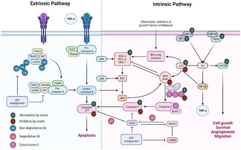 A comprehensive pathophysiology diagram illustrating the extrinsic and intrinsic pathways of apoptosis, with additional focus on the regulatory influence of orexin. The extrinsic pathway section details the binding of TNF-α to death receptors, leading to the recruitment of TRADD, FADD, and the formation of a signaling complex involving TRAF2, RIP, and cIAPs with non-degradative ubiquitin chains. This results in the activation of caspase-8 and subsequent execution by caspase-3/7. The intrinsic pathway section depicts triggers like radiation and growth factor withdrawal acting via BH3-only proteins to modulate the BCL-2 family (BCL-2, BCL-xL, MCL-1, BAX, and BAK). This triggers cytochrome C release from mitochondria, forming the apoptosome with Apaf-1 and caspase-9. The diagram uses green plus and red minus icons to indicate where orexin provides stimulation (e.g., GRP78, PERK, Caspase-9) or inhibition (e.g., p53, BAX, Caspase-3/7). Key signaling hubs like Akt, mTOR, and NF-κB are shown linking apoptosis to cell growth, survival, and migration.