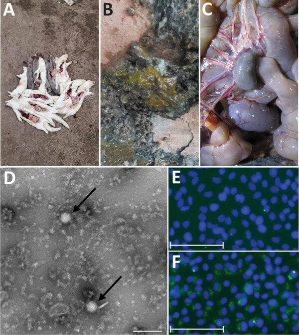 This composite educational image illustrates the clinical, gross pathological, and microscopic features of Severe Fever with Thrombocytopenia Syndrome Virus (SFTSV) in a zoonotic context. Panels A-C provide clinical photographs: (A) shows morbidity/mortality in an animal cohort; (B) displays mucoid, yellowish-green loose stools indicative of viral enteritis; (C) presents a gross pathological view of internal viscera showing mesenteric lymph node enlargement (lymphadenopathy) and hyperemia. Panel D is a diagnostic Transmission Electron Microscopy (TEM) micrograph showing typical Bunyaviridae morphology, characterized by enveloped, spherical virions (indicated by arrows) approximately 100 nm in diameter. Panels E and F represent an Indirect Immunofluorescence Assay (IFA) in Vero cells. Panel E serves as a negative control with blue DAPI staining of nuclei, while Panel F demonstrates positive SFTSV infection, visualized by granular green fluorescence indicating the presence of viral nucleoprotein. This figure serves as a diagnostic reference for identifying SFTSV through clinical presentation, ultrastructural morphology, and molecular confirmation.