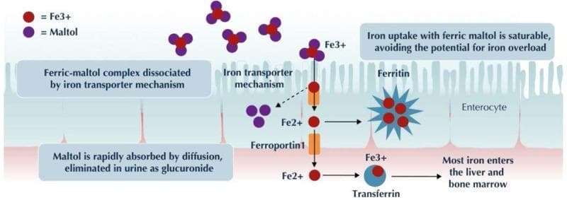 This pathophysiology diagram illustrates the mechanism of action for ferric maltol, an oral iron-replacement therapy. The visual depicts the intestinal lumen containing ferric maltol complexes, shown as clusters of one red ferric iron (Fe3+) sphere bound to three purple maltol spheres. The diagram outlines the transport process across an enterocyte, characterized by its brush border. At the apical membrane, the 'iron transporter mechanism' dissociates the complex, allowing Fe3+ to enter the cell while maltol is released. Once inside the enterocyte, iron is either stored in a star-shaped ferritin complex or exported via ferroportin 1 into the basolateral space. In the systemic circulation, iron (depicted as Fe2+) binds to transferrin for transport to the liver and bone marrow. Key annotations emphasize that the uptake is saturable, which helps avoid iron overload, and that the maltol component is eliminated via the kidneys. This educational illustration is designed for medical students and clinicians to understand iron pharmacokinetics and gastrointestinal absorption pathways.