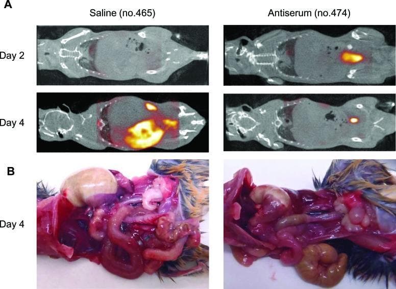 This figure presents a comparative study of disease progression and therapeutic efficacy in a mouse model of Severe Fever with Thrombocytopenia Syndrome Virus (SFTSV) infection. Panel A displays whole-body PET/CT imaging at days 2 and 4 post-infection (pi) using 18F-FDG as a metabolic tracer. The saline-treated control shows progressively increasing, high-intensity FDG accumulation in the abdominal region by day 4, indicative of severe inflammatory or viral metabolic activity. In contrast, the antiserum-treated mouse exhibits significantly reduced tracer uptake, demonstrating therapeutic mitigation. Panel B shows gross pathology specimens at day 4 pi. The saline-treated specimen reveals marked gastric and intestinal distension (bloating) and visceral congestion. Conversely, the antiserum-treated specimen shows relatively normal organ morphology with minimal distension. These images highlight the use of PET/CT as a non-invasive diagnostic tool to monitor gastrointestinal pathology and therapeutic response in viral infections.