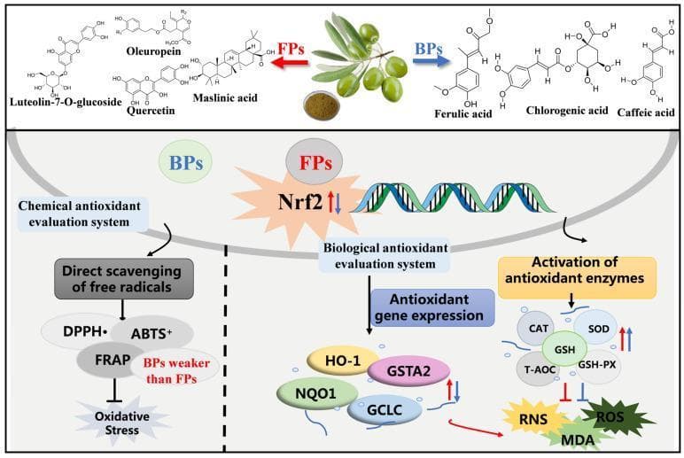 This pathophysiology diagram illustrates the comparative antioxidant mechanisms of free phenolics (FPs) and bound phenolics (BPs) derived from olive leaves. The top panel depicts chemical structures: FPs include oleuropein, luteolin-7-O-glucoside, quercetin, and maslinic acid; BPs include ferulic, chlorogenic, and caffeic acids. The lower panel divides evaluation into two systems. On the left, the chemical antioxidant evaluation system shows direct scavenging of free radicals (DPPH, ABTS, FRAP) leading to the inhibition of oxidative stress, noting BPs are weaker than FPs in this modality. On the right, the biological antioxidant evaluation system demonstrates two pathways: 1) Antioxidant gene expression via Nrf2 signaling, upregulating HO-1, NQO1, GCLC, and GSTA2 (primarily driven by FPs); and 2) Activation of antioxidant enzymes including CAT, SOD, GSH-PX, and non-enzymatic GSH, leading to the reduction of RNS, ROS, and MDA. Red and blue arrows indicate the specific contributions of FPs and BPs respectively, highlighting that while both mitigate oxidative stress, FPs uniquely activate the Nrf2-mediated genomic response.