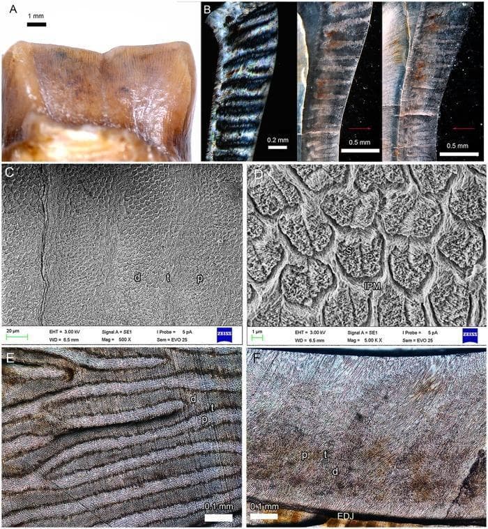 This composite educational graphic details the enamel microstructure of a molar via light microscopy and scanning electron microscopy (SEM). Panel A shows a clinical photograph of a tooth crown. Panels B and C demonstrate vertical Hunter-Schreger Bands (HSB) under polarized light and SEM, highlighting the distinct arrangement of diazones (d), parazones (p), and transitional zones (t). Panel D (5000x magnification) provides a high-resolution view of enamel prisms (P) in cross-section, showing rounded to oval morphologies surrounded by the interprismatic matrix (IPM) and occasional irregular seams (S). Panel E displays a tangential section showing bifurcated bands, where parazone prisms appear elongated and bright compared to the dark, rounded diazone prisms. Panel F illustrates the Schmelzmuster in a vertical section, measuring approximately 0.6 mm in thickness, with HSB inclined at 20 degrees relative to the enamel-dentine junction (EDJ). Radial enamel layers (50m) are visible near both the EDJ and the outer enamel surface. This visual aid is intended for advanced dental histology and evolutionary biology studies focusing on tooth mineralization and structural patterns.
