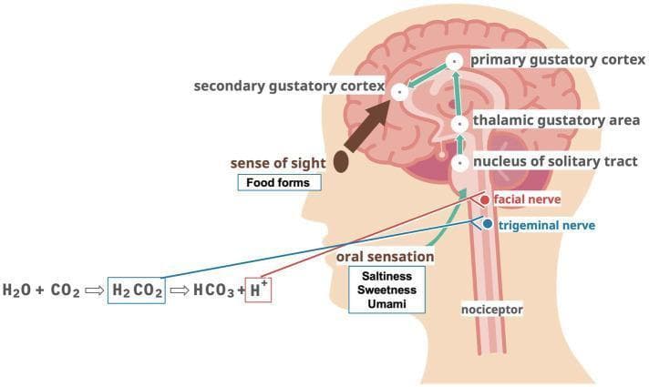 This medical illustration depicts the neuroanatomical pathway of taste and sensory integration in the human head and brain. The diagram illustrates 'oral sensation' (saltiness, sweetness, umami) and carbonic acid stimulation (chemical reaction: H2O + CO2 → H2CO2 → HCO3 + H+) being transmitted via the facial nerve and trigeminal nerve to the nucleus of the solitary tract in the brainstem. The ascending gustatory pathway continues through the thalamic gustatory area to the primary gustatory cortex, then to the secondary gustatory cortex. The illustration also incorporates the 'sense of sight' (food forms) as a contributing input to the secondary gustatory cortex, highlighting the multisensory nature of flavor perception. Nociceptors are also indicated along the spinal tract. This pathophysiology diagram is used to explain the hypothesized mechanisms of action for taste, vision, and chemical stimulation in the context of nutrition and swallowing function (dysphagia management).