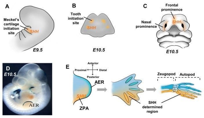 Educational medical diagram illustrating the spatial expression of Sonic Hedgehog (SHH) during murine craniofacial and limb morphogenesis at embryonic days E9.5 and E10.5. Panels A-C depict craniofacial development: (A) SHH signaling in the first branchial arch at E9.5 identifying the Meckel's cartilage initiation site; (B) expression in the mandible at E10.5 marking tooth initiation sites; and (C) localization in the frontal and nasal prominences at E10.5 guiding upper facial structure formation. Panels D and E illustrate limb bud development. (D) A whole-mount embryo image showing the Apical Ectodermal Ridge (AER) marked by Dlx2/LacZ expression at E10.5. (E) Schematic of the limb bud showing SHH localization in the Zone of Polarizing Activity (ZPA) at the posterior margin. The progression from limb bud to autopod demonstrates how SHH signaling determines the posterior skeletal elements, including the zeugopod and autopod (digits). The diagram highlights the crucial role of SHH in proximodistal and anteroposterior axial patterning during skeletal embryogenesis.