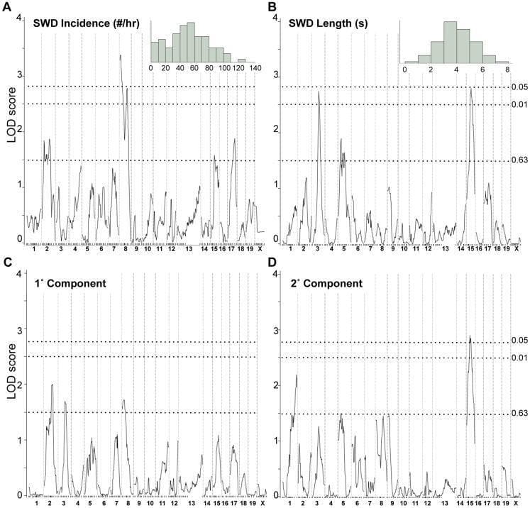 This four-panel pathophysiology diagram displays genome-wide interval mapping LOD score plots from a mouse model study (Gria4 backcross) investigating the genetic modifiers of spike-wave discharges (SWD), a hallmark of absence seizures.
Each panel (A-D) represents a specific trait or its principal component: SWD incidence (Panel A), SWD length (Panel B), and the first two principal components (Panels C and D). The y-axis measures the Logarithm of the Odds (LOD) score (0–4), while the x-axis represents chromosomes 1 through 19 and the X chromosome. Horizontal dotted lines indicate genome-wide significance thresholds (p-values of 0.63, 0.01, and 0.05).
Key findings include a significant peak for SWD incidence on chromosome 8 and a major peak for SWD length on chromosome 15, suggesting distinct genetic loci regulate frequency versus duration of seizure activity. Panels A and B contain inset histograms showing the raw frequency distribution for incidence (#/hr) and length (seconds). This visualization facilitates the identification of Quantitative Trait Loci (QTL) associated with epilepsy-related phenotypes.