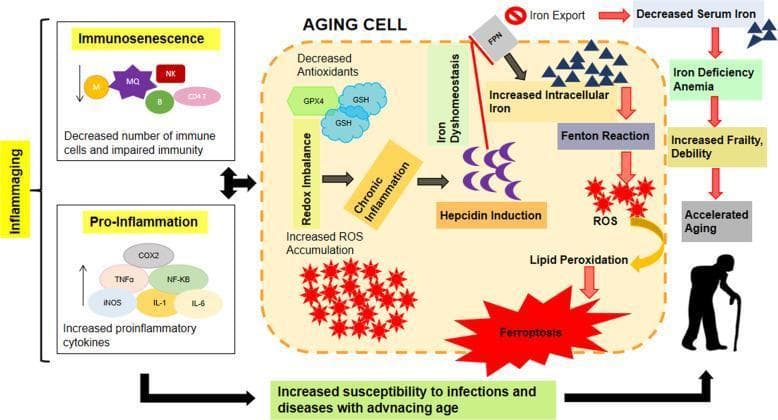 A pathophysiology diagram illustrating the 'Inflammaging' concept and its relationship with iron dyshomeostasis and ferroptosis in an aging cell. The diagram is divided into three functional areas: 1) Inflammaging (left), composed of Immunosenescence (reduced M, MQ, NK, B, and CD4+ T cells) and Pro-Inflammation (upregulation of TNF-α, IL-1, IL-6, COX2, iNOS, and NF-κB). 2) Intracellular Aging Cell environment (center), showing a redox imbalance characterized by decreased antioxidants (GPX4, GSH) and increased Reactive Oxygen Species (ROS) accumulation. This environment triggers Hepcidin induction, which inhibits iron export via Ferroportin (FPN). 3) Systematic Consequences (right), where increased intracellular iron facilitates the Fenton reaction and lipid peroxidation, leading to ferroptosis. This cycle results in decreased serum iron (iron deficiency anemia), increased frailty, debility, and accelerated aging. The diagram uses flow arrows to link cellular mechanisms to systemic clinical outcomes, highlighting the synergistic role of chronic inflammation and impaired iron metabolism in aging pathology.
