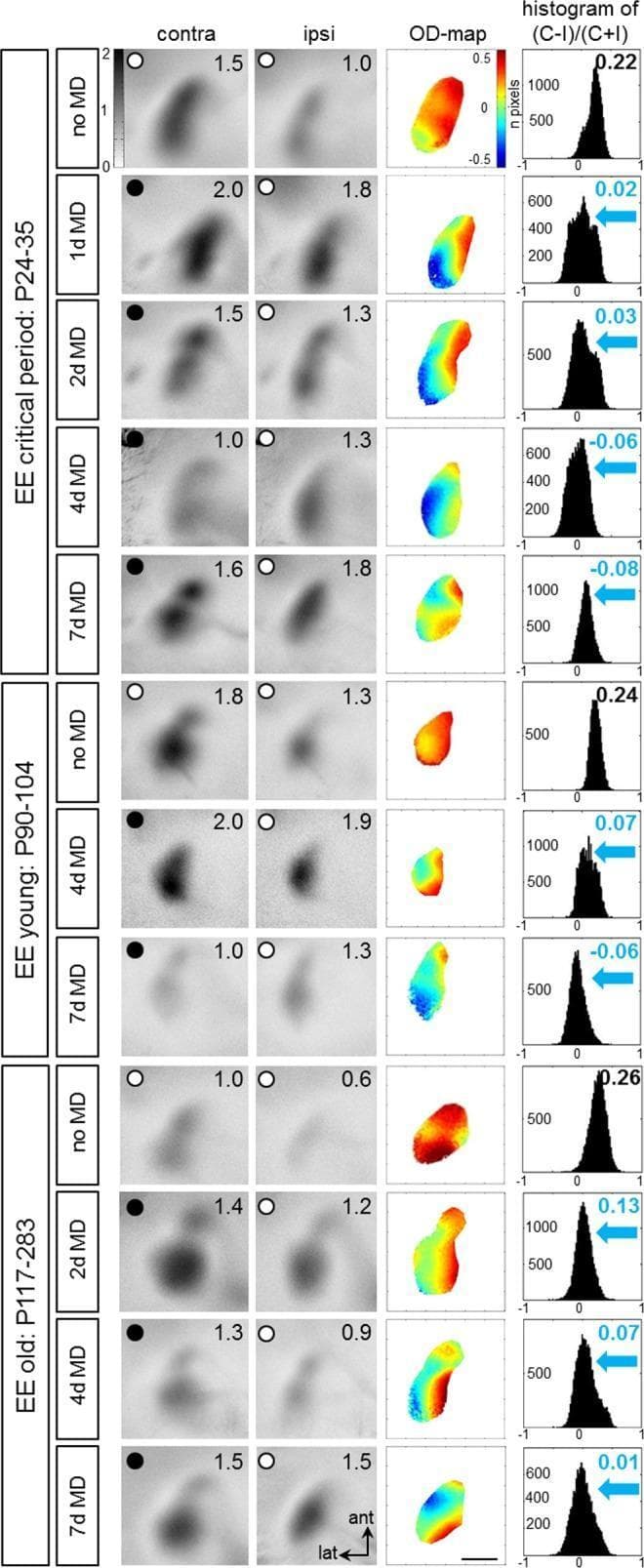 This diagnostic comparison chart illustrates optical imaging of intrinsic signal activity in the primary visual cortex (V1) of mice under various experimental conditions. The image explores ocular dominance (OD) plasticity across three age groups: Critical Period (P24-35), Young (P90-104), and Old (P117-283). Each row represents a specific duration of monocular deprivation (MD), ranging from 0 to 7 days.
The visual data is organized into four columns:
1. **Grayscale Activity Maps (Contra/Ipsi):** Shows neuronal activation in V1 following stimulation of the contralateral or ipsilateral eye. Darker regions indicate higher fractional changes in reflectance.
2. **Color-coded OD Maps:** Use a thermal scale (red/warm = contralateral dominance; blue/cold = ipsilateral dominance) to visualize spatial eye preference.
3. **Histograms of OD Scores:** Quantify the distribution of pixel values, showing the shift in the Ocular Dominance Index (ODI).
Key observations demonstrate that in animals raised in Enriched Environments (EE), even older mice maintain plasticity. MD induces a visible shift from warm colors (positive ODI) to cold colors (negative or near-zero ODI) and a leftward histogram shift, signifying a loss of contralateral dominance and a compensatory shift toward the open eye.