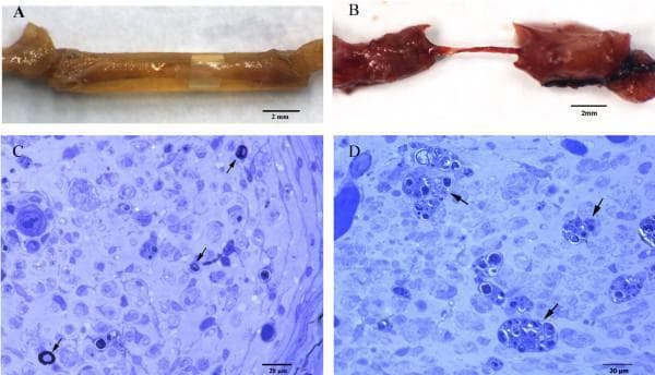 A multi-panel figure illustrating macroscopic and microscopic findings of peripheral nerve regeneration in a rat model following tubulization. Panels A and B are macroscopic clinical photographs of sciatic nerve segments 70 days post-injury. Panel A shows a yellowish-tan regeneration cable traversing a 0.4% agarose gel tube, maintaining continuity between proximal and distal stumps. Panel B shows a significantly thinner, reddish filiform cable in a DMEM-treated control. Panels C and D are light microscopy images of semithin distal nerve sections stained with Toluidine blue. Panel C (20 µm scale) demonstrates sparse, regenerating myelinated fibers (indicated by arrows) characterized by dark, circular axonal rings. Panel D (20 µm scale) highlights the endoneurial area showing clear evidence of Wallerian degeneration, including digestion chambers (arrows) containing accumulated myelin debris and disorganized cellular architecture. This sequence is used in neurology and pathology to compare the efficacy of biomaterials in supporting nerve repair and axonal regrowth.
